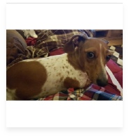 Sadie the Red Piebald Miniature Dachshund in Her Happy Home!