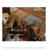 Rosie, Ivy and Daisy the Red Miniature Dachshund in Their Happy Home!