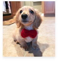 Alfie the Light Red Miniature Dachshund in His Happy Home!