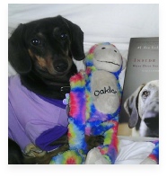Angel the Black and Tan Miniature Dachshund in Her Happy Home!