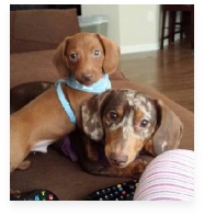 Asher and his sister the Chocolate Miniature Dachshund in Their Happy Home!