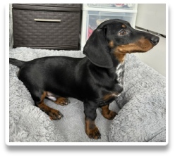 6 month old Black and Tan Short Hair Male dachshund- Not neutered