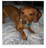 Baron the Red Miniature Dachshund in His Happy Home!