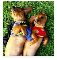 Bear and Bailey the Red Miniature Dachshund in Their Happy Home!