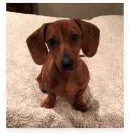 Beau the Red Miniature Dachshund in His Happy Home!