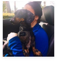 Benny the Black and Tan Dapple Miniature Dachshund in His Happy Home!