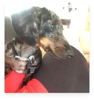 Benny the Black and Tan Dapple Miniature Dachshund in His Happy Home!