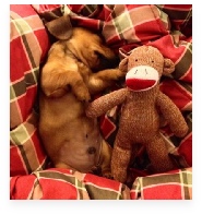 Luke the Red Miniature Dachshund in His Happy Home!