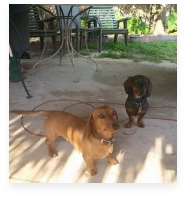 Bo and Luke the Red and Black and Tan Miniature Dachshund in Their Happy Home!