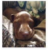 Bozo the Chocolate Miniature Dachshund in His Happy Home!