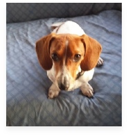 Brodie the Red Piebald Miniature Dachshund in His Happy Home!