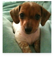 Buttercup the Red Piebald Miniature Dachshund in Her Happy Home!