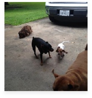 Cara the Red Piebald Miniature Dachshund in Her Happy Home!