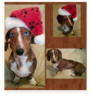 Carly the Red Dapple Miniature Dachshund in Her Happy Home!
