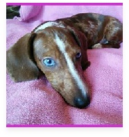 Carly the Red Dapple Miniature Dachshund in Her Happy Home!