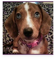 Carly the Red Dapple Miniature Dachshund in Her Happy Home!