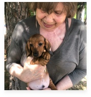 Char-Lee the Red Miniature Dachshund in His Happy Home!