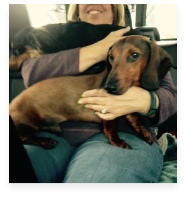 Chewy and Han the Red and Black and Tan Miniature Dachshund in Their Happy Home!