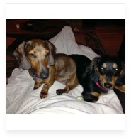 Chewy and Han the Red and Black and Tan Miniature Dachshund in Their Happy Home!
