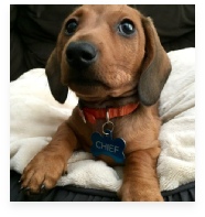 Chief the Red Miniature Dachshund in His Happy Home!