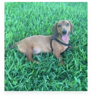 Chief the Red Miniature Dachshund in His Happy Home!