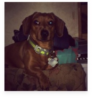 Cinch the Red Miniature Dachshund in His Happy Home!