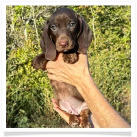 Cinderella's AKC & CKC Solid Chocolate Short Hair Male Miniature Dachshund Puppy