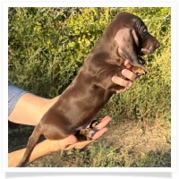 Cinderella's AKC & CKC Solid Chocolate Short Hair Male Miniature Dachshund Puppy