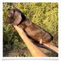 Cinderella's AKC & CKC Solid Chocolate Short Hair Male Miniature Dachshund Puppy