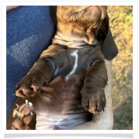 Cinderella's AKC & CKC Solid Chocolate Short Hair Male Miniature Dachshund Puppy
