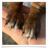 Cinderella's AKC & CKC Solid Chocolate Short Hair Male Miniature Dachshund Puppy