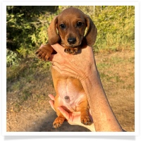 Cinderella's AKC & CKC Red Short Hair Male Miniature Dachshund Puppy