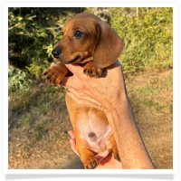 Cinderella's AKC & CKC Red Short Hair Male Miniature Dachshund Puppy