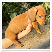 Cinderella's AKC & CKC Red Short Hair Male Miniature Dachshund Puppy