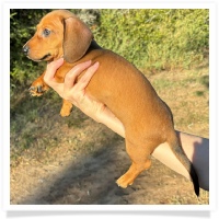 Cinderella's AKC & CKC Red Short Hair Male Miniature Dachshund Puppy