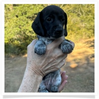 Cinderella's AKC & CKC Solid Black Piebald Male Miniature Dachshund Puppy