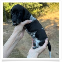 Cinderella's AKC & CKC Solid Black Piebald Male Miniature Dachshund Puppy