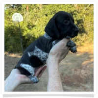 Cinderella's AKC & CKC Solid Black Piebald Male Miniature Dachshund Puppy
