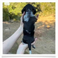 Cinderella's AKC & CKC Solid Black Piebald Male Miniature Dachshund Puppy