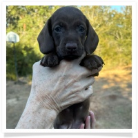 Cinderella's AKC & CKC Solid Chocolate Short Hair Male Miniature Dachshund Puppy