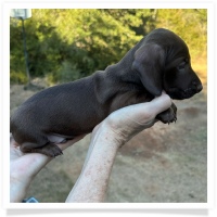 Cinderella's AKC & CKC Solid Chocolate Short Hair Male Miniature Dachshund Puppy