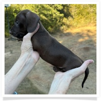 Cinderella's AKC & CKC Solid Chocolate Short Hair Male Miniature Dachshund Puppy