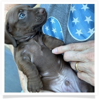 Cinderella's AKC & CKC Solid Chocolate Short Hair Male Miniature Dachshund Puppy