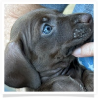 Cinderella's AKC & CKC Solid Chocolate Short Hair Male Miniature Dachshund Puppy