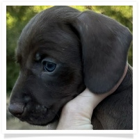 Cinderella's AKC & CKC Solid Chocolate Short Hair Male Miniature Dachshund Puppy