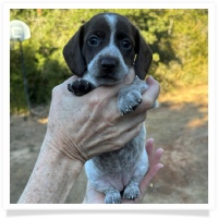 Cinderella's AKC & CKC Solid Chocolate Piebald Short Hair Female Miniature Dachshund Puppy