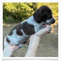 Cinderella's AKC & CKC Solid Chocolate Piebald Short Hair Female Miniature Dachshund Puppy