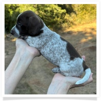 Cinderella's AKC & CKC Solid Chocolate Piebald Short Hair Female Miniature Dachshund Puppy