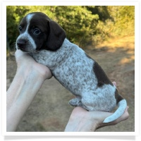 Cinderella's AKC & CKC Solid Chocolate Piebald Short Hair Female Miniature Dachshund Puppy
