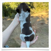 Cinderella's AKC & CKC Solid Chocolate Piebald Short Hair Female Miniature Dachshund Puppy